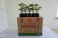 Bộ Nông nghiệp và Phát triển nông thôn nghiệm thu đề tài cây giống chanh leo Quế Phong 1 của Nafoods
