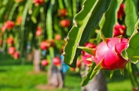 Chuyển đổi số giúp nông nghiệp mở thị trường xuất khẩu