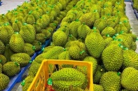Cần Thơ xuất 18 tấn sầu riêng chính ngạch đầu tiên sang Trung Quốc