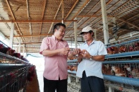 Chăn nuôi liên kết thành công tại Cần Đước, Long An