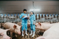 Japfa Việt Nam hỗ trợ người chăn nuôi tái đàn