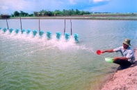 Cà Mau phấn đấu sản lượng nuôi trồng thủy sản đạt 570.000 tấn/năm vào năm 2030