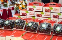 Sự kiện “Đón mùa Cherry Canada” đưa trái cây hảo hạng tới người tiêu dùng Việt
