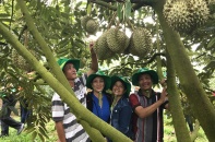 Phân bón Phú Mỹ: Bí quyết cho cây dưa và sầu riêng ở miền Trung - Tây Nguyên những mùa bội thu