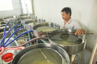 Cá tra Việt Nam sẽ mang về 2 tỷ USD xuất khẩu năm 2025