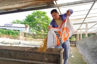 Mô hình nuôi vịt siêu trứng của nông dân 8x tại An Giang