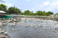 Nuôi vịt kiểu "resort" độc đáo: Thư giãn mỗi ngày, trứng sạch mỗi sáng