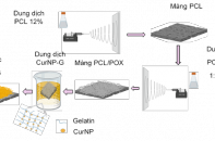 Nghiên cứu thành công băng gạc nano curcumin hỗ trợ lành vết thương