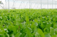 DannyGreen mở rộng diện tích canh tác, ổn định nguồn cung rau hữu cơ cho người việt