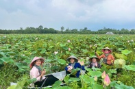 Lễ hội Sen Đồng Tháp diễn ra từ 18 - 21/6