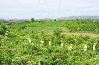 Nỗi ám ảnh thứ hạng của doanh nghiệp ngàn tỷ