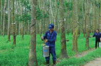 “Vàng trắng” tăng giá, doanh nghiệp cao su lãi lớn