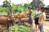 Tín dụng chính sách dựng xây cuộc sống mới cho buôn làng Gia Lai