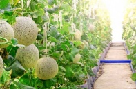 Phú Yên “phanh” nhiều hạng mục đầu tư tại Khu nông nghiệp ứng dụng công nghệ cao