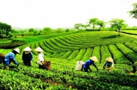 Bề nổi của kinh tế tập thể
