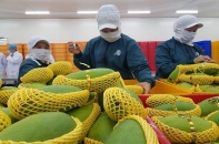 Chỉ dấu tích cực cho xuất khẩu sang Trung Quốc