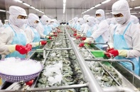 Fimex táo bạo đầu tư tự chủ nguồn tôm