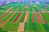 Tháo “nút thắt” về chính sách sử dụng đất nông nghiệp