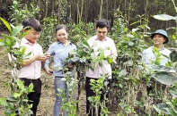 Tín dụng chính sách bám rễ những vùng đất khó khăn