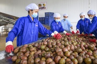 Hiệp định Thương mại tự do Việt Nam - EU (EVFTA): Sức bật mới cho thương mại Việt Nam - EU
