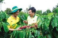 Phân bón Cà Mau - doanh nghiệp sản xuất xanh, phát triển bền vững