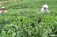 Bán toàn bộ Công ty TNHH MTV chè Thanh Bình và chè Phong Hải (tỉnh Lào Cai)