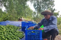 Chanh Việt gây chú ý tại thị trường Nhật Bản