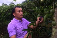 Ngọt ngào chanh leo Thuận Châu