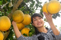 Phát triển 10.000 sản phẩm OCOP quốc gia đến năm 2025
