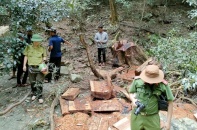 Gần 200 ha rừng ở Gia Lai bị tàn phá trái phép