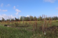 Chủ tịch Quảng Nam đề nghị tạm dừng đấu thầu các dự án bất động sản mới