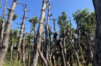 Gia Lai: Hàng trăm cây xanh bị chết khô khi di dời để làm đường 