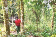 Quảng Ngãi gia hạn dự án dược liệu quý 200 tỷ đồng