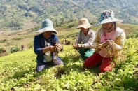 Sáng nay (20/11), Thủ tướng chủ trì Hội nghị “Phát triển xanh - Hài hòa - Bền vững” Vùng Tây Nguyên