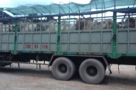 Kiểm tra chi tiết hồ sơ 100% với trâu bò sống nhập khẩu 