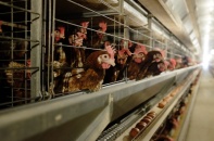 Hòa Phát cấp gần 550.000 trứng gà sạch mỗi ngày 