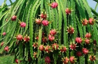 THACO tiếp tục rót vốn vào HNG