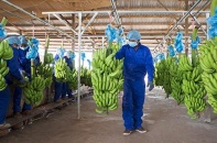 Vì sao Thagrico không đầu tư tiếp vào HAGL Agrico 