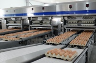 Bán cả triệu quả trứng mỗi ngày, Hòa Phát đứng đầu miền Bắc 