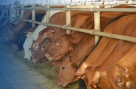 Nông nghiệp Hòa Phát chào bán 30 triệu cổ phiếu lần đầu ra công chúng