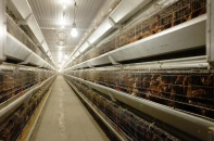 IPO Nông nghiệp Hòa Phát: Lượng đăng ký mua vượt quy mô chào bán