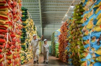 Nhà máy Đạm Phú Mỹ vận hành tối đa công suất, đảm bảo nguồn cung phân bón 