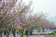 Lễ hội hoa anh đào 2018 diễn ra 4 ngày tại khu vực Vườn hoa Tượng đài Lý Thái Tổ