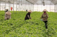 Những nông sản Việt có giá cao ngất ở nước ngoài 