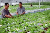 Hà Nội rót tiền giúp ngành nông nghiệp sớm "đơm hoa, kết trái" hậu Covid-19