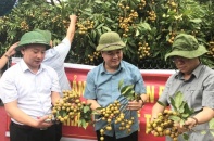 Sau vải thiều, đến lượt nhãn Hải Dương lần đầu xuất ngoại