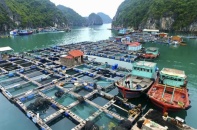 Hải Phòng: Hơn 68,4 tỷ đồng hỗ trợ tháo dỡ lồng bè thủy sản ở Cát Bà