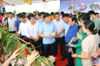 Hải Dương lần đầu tổ chức Lễ hội lúa rươi hữu cơ Tứ Kỳ - vụ Xuân 2022