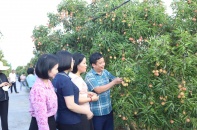 Hơn 2.000 tấn vải thiều Thanh Hà xuất khẩu sang Mỹ, Australia, Nhật Bản, châu Âu