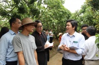 Hải Phòng kỳ vọng bứt phá từ vùng vải xuất khẩu chủ lực